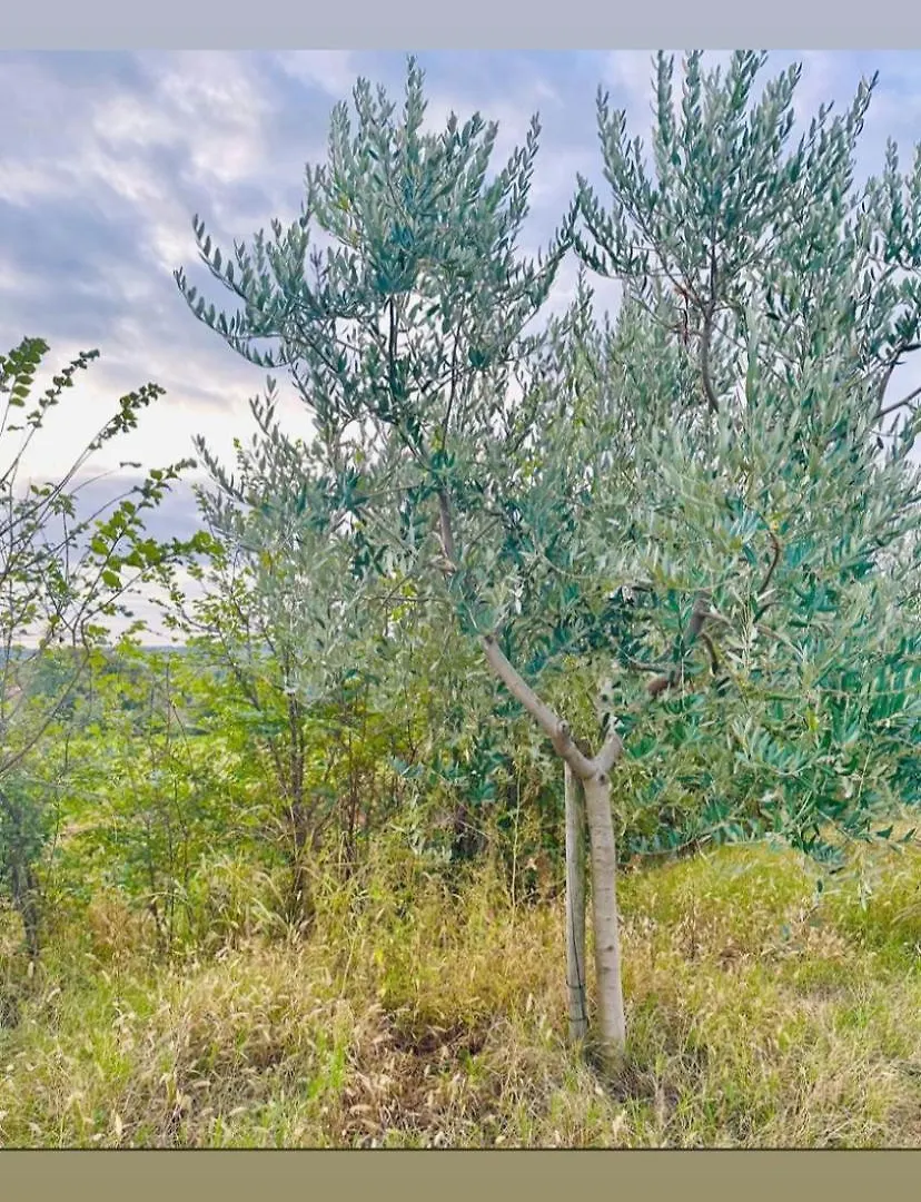 Casa Vacanze La Fiòca Villa Corte Franca Italia